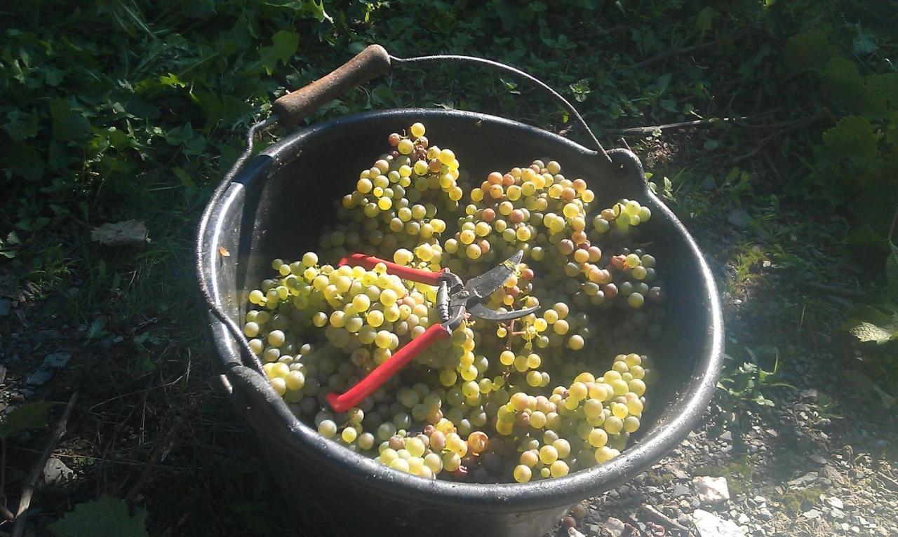 라이웬 Ferienweingut Ulrike Thul 아파트 외부 사진